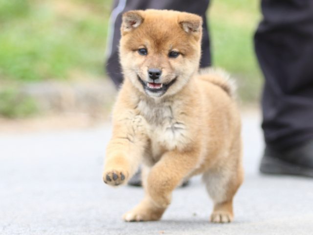 FP5A4253-puppy FP5A4253-puppy
