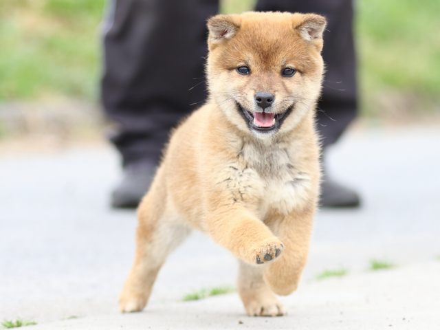 FP5A4259-puppy FP5A4259-puppy
