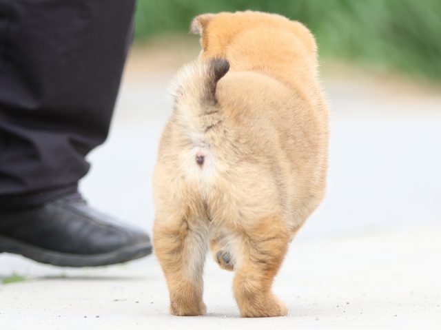 FP5A4279-puppy FP5A4279-puppy