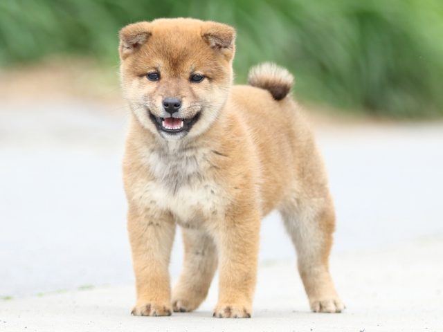 FP5A4282-puppy FP5A4282-puppy