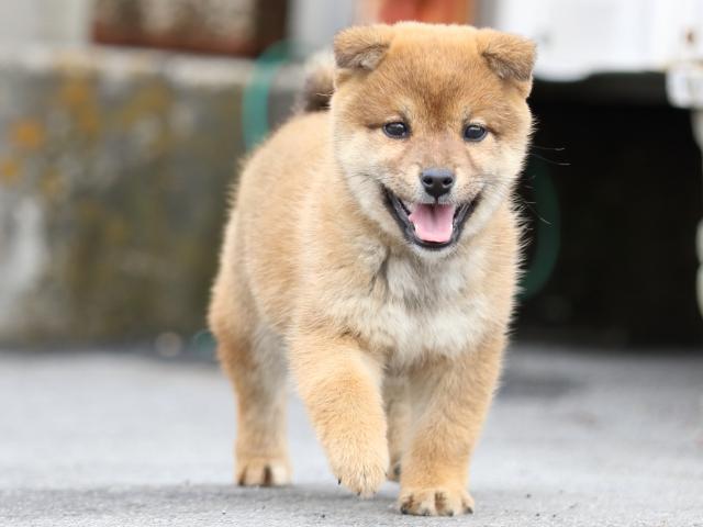 FP5A4295-puppy FP5A4295-puppy