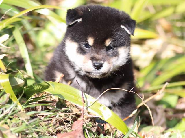FP5A4305-puppy FP5A4305-puppy