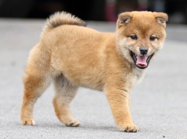 FP5A4312-puppy FP5A4312-puppy