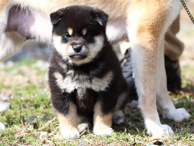 FP5A4313-puppy FP5A4313-puppy