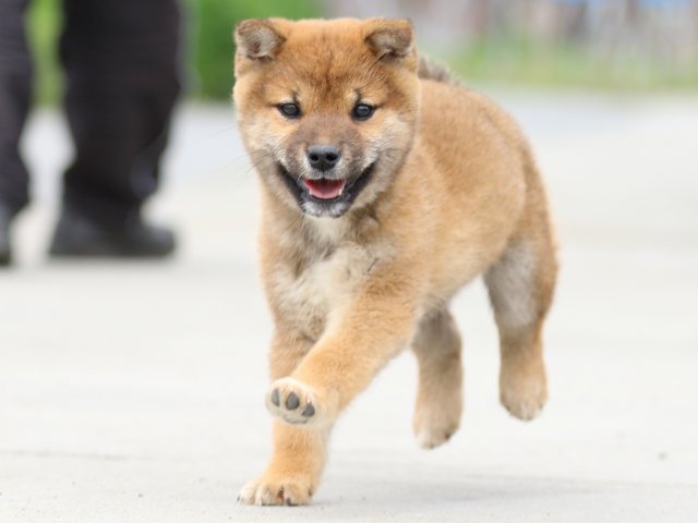FP5A4331-puppy FP5A4331-puppy
