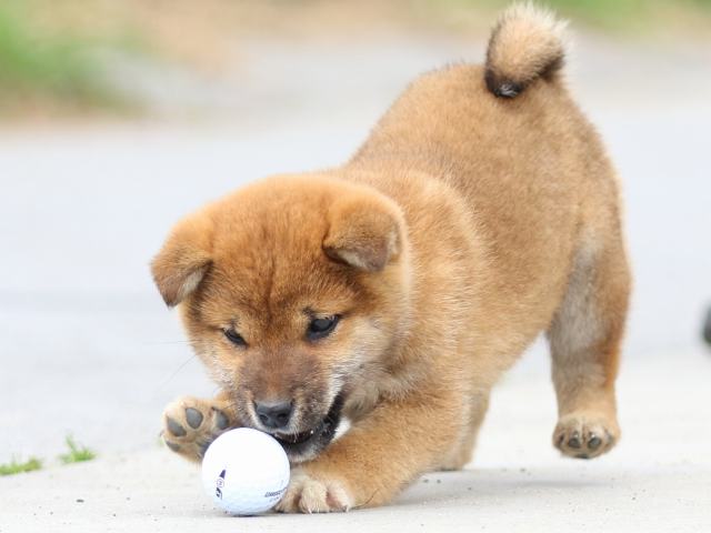 FP5A4404-puppy FP5A4404-puppy