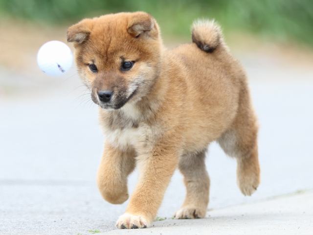 FP5A4417-puppy FP5A4417-puppy