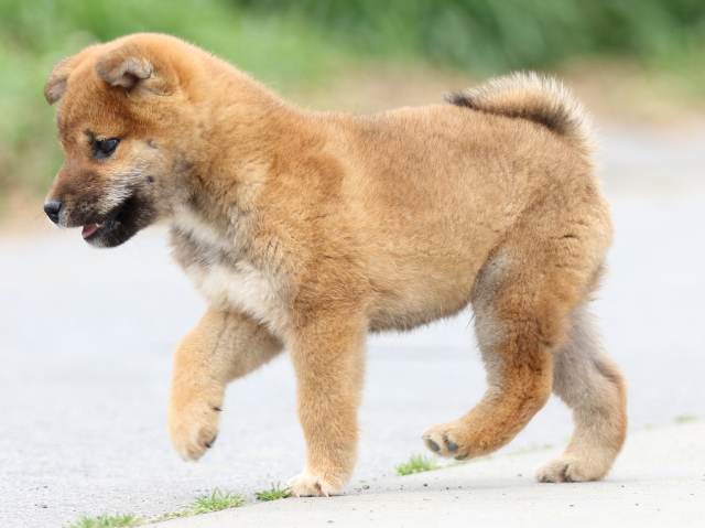 FP5A4427-puppy FP5A4427-puppy