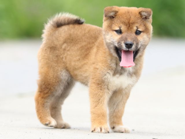 FP5A4530-puppy FP5A4530-puppy