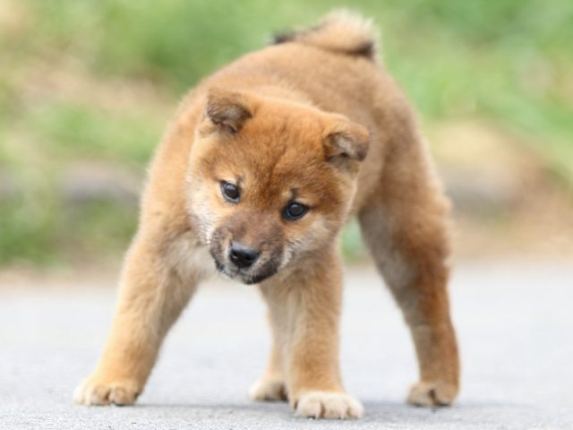 FP5A4536-puppy FP5A4536-puppy