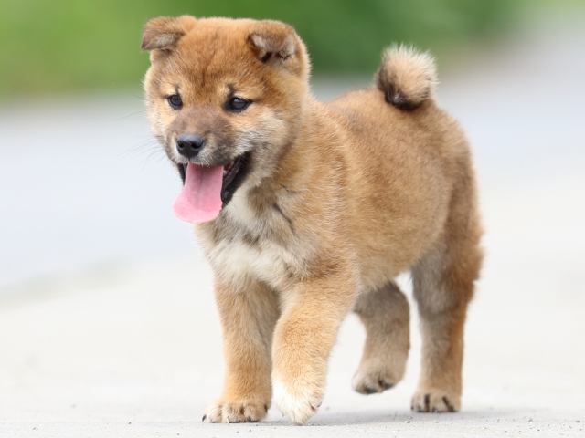 FP5A4549-puppy FP5A4549-puppy