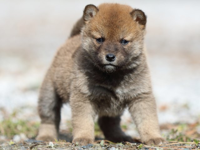FP5A4676-puppy FP5A4676-puppy
