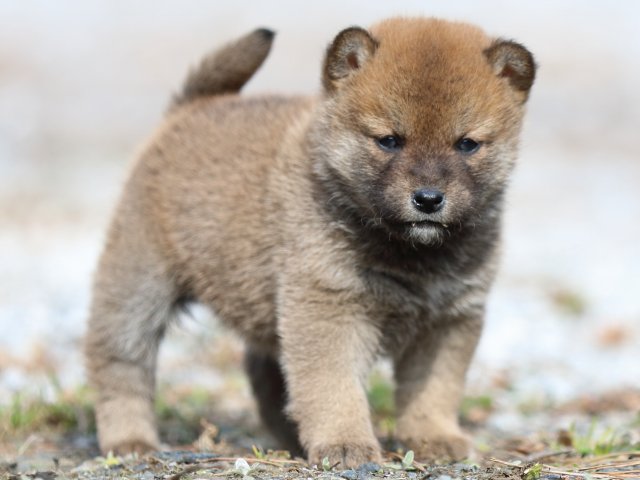 FP5A4692-puppy FP5A4692-puppy
