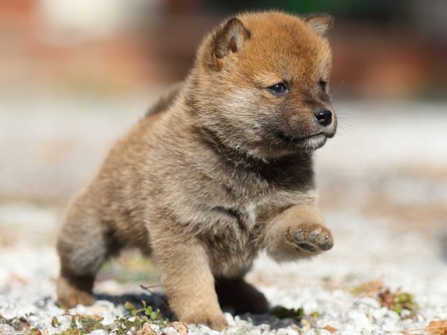 FP5A4708-puppy FP5A4708-puppy