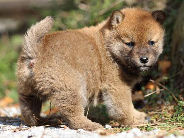 FP5A4723-puppy FP5A4723-puppy