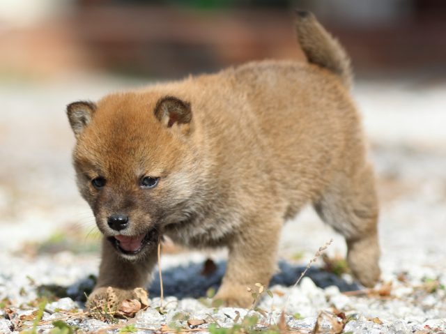 FP5A4726-puppy FP5A4726-puppy