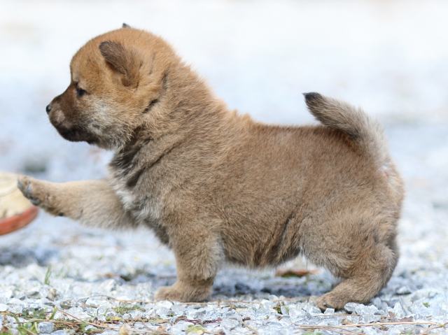 FP5A4743-puppy FP5A4743-puppy