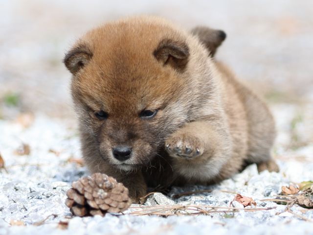 FP5A4766-puppy FP5A4766-puppy