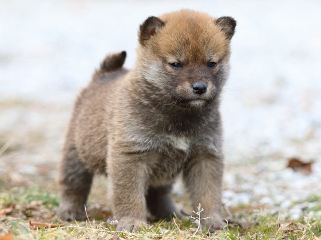 FP5A4813-puppy FP5A4813-puppy