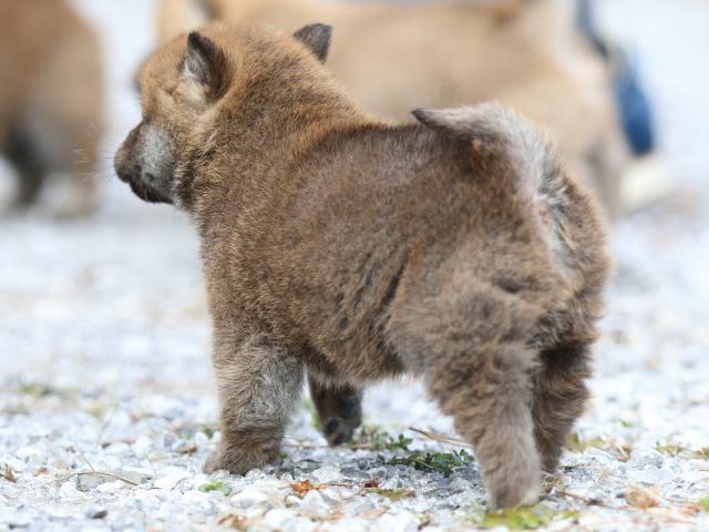 FP5A4819-puppy FP5A4819-puppy