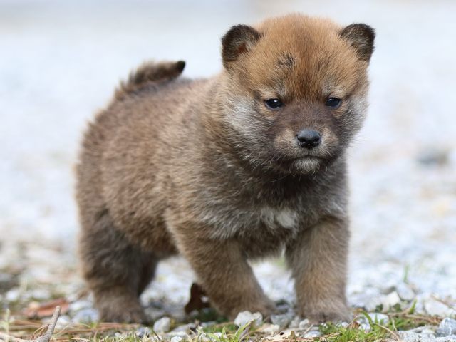 FP5A4849-puppy FP5A4849-puppy