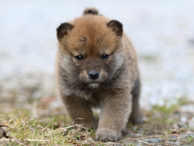 FP5A4851-puppy FP5A4851-puppy