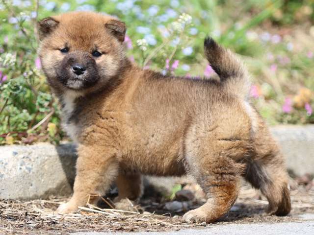 FP5A4862-puppy FP5A4862-puppy
