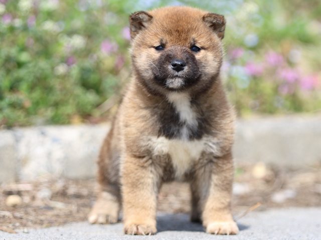 FP5A4868-puppy FP5A4868-puppy