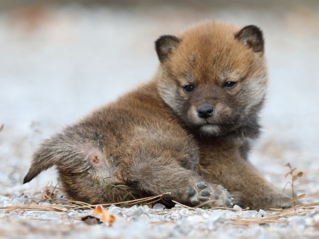 FP5A4876-puppy FP5A4876-puppy