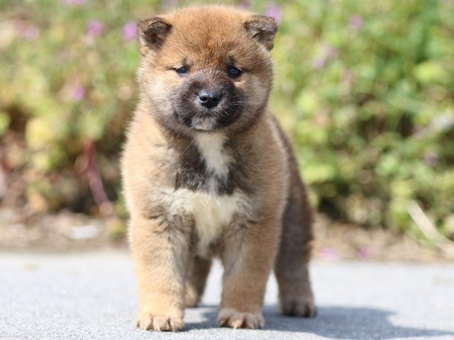 FP5A4877-puppy FP5A4877-puppy