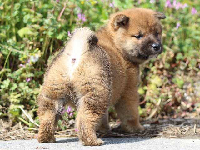 FP5A4880-puppy FP5A4880-puppy