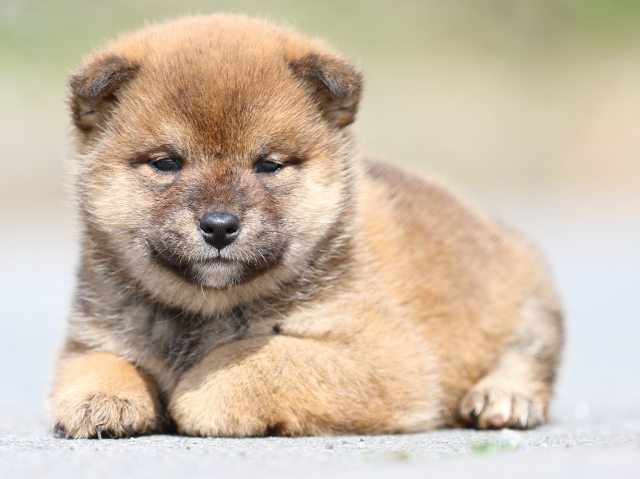 FP5A4885-puppy FP5A4885-puppy