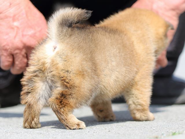 FP5A4891-puppy FP5A4891-puppy