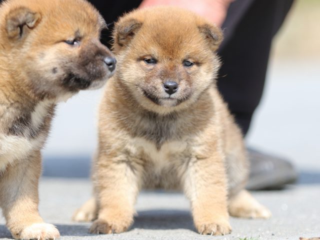 FP5A4896-puppy FP5A4896-puppy