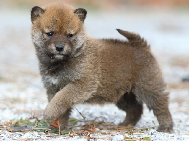 FP5A4898-puppy FP5A4898-puppy