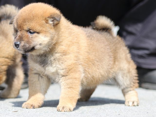 FP5A4917-puppy FP5A4917-puppy