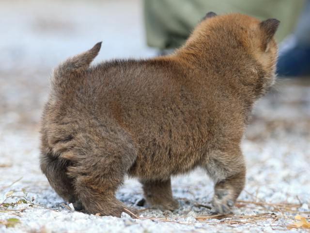 FP5A4923-puppy FP5A4923-puppy