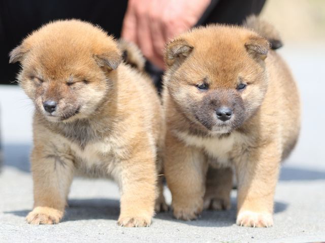 FP5A4924-puppy FP5A4924-puppy