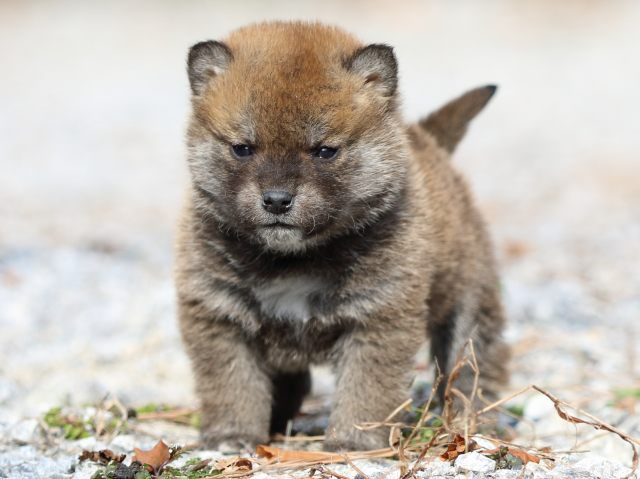 FP5A4928-puppy FP5A4928-puppy