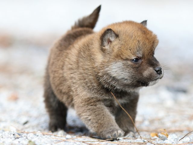 FP5A4963-puppy FP5A4963-puppy