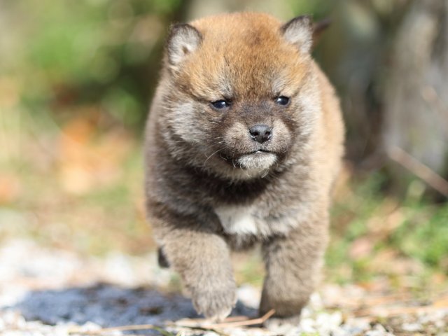 FP5A4991-puppy FP5A4991-puppy