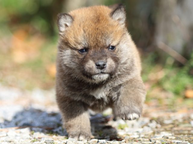 FP5A4992-puppy FP5A4992-puppy