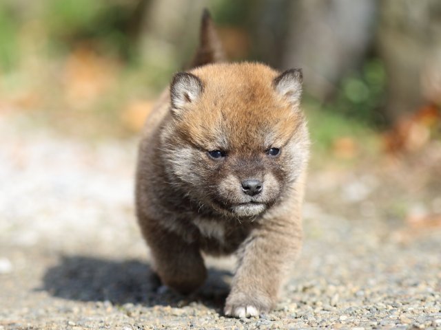 FP5A4997-puppy FP5A4997-puppy