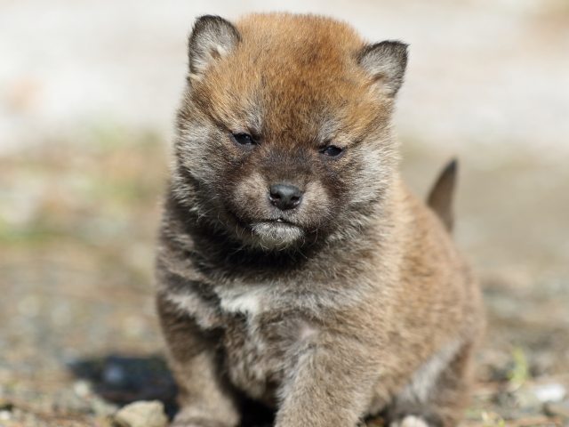 FP5A5004-puppy FP5A5004-puppy