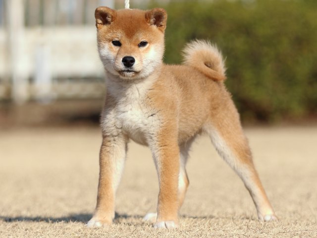 FP5A5847-puppy FP5A5847-puppy