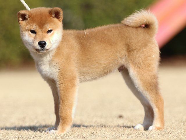 FP5A5866-puppy FP5A5866-puppy