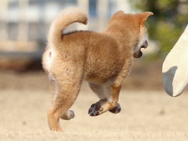 FP5A5914-puppy FP5A5914-puppy