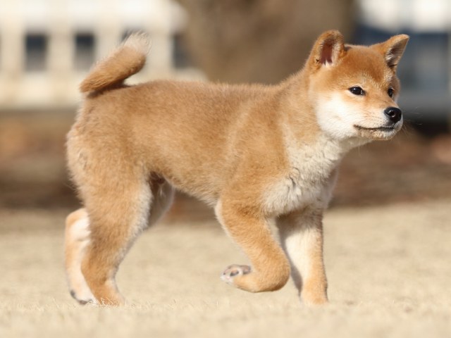 FP5A5954-puppy FP5A5954-puppy