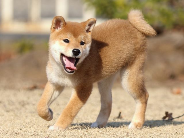 FP5A5989-puppy FP5A5989-puppy