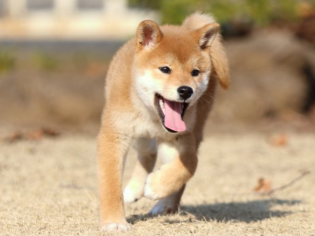 FP5A5991-puppy FP5A5991-puppy